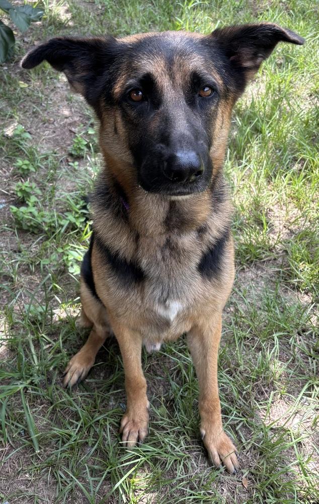 Enlarge Corporal, a Adoptable German Shepherd Dog in Brookshire, TX image 1/1