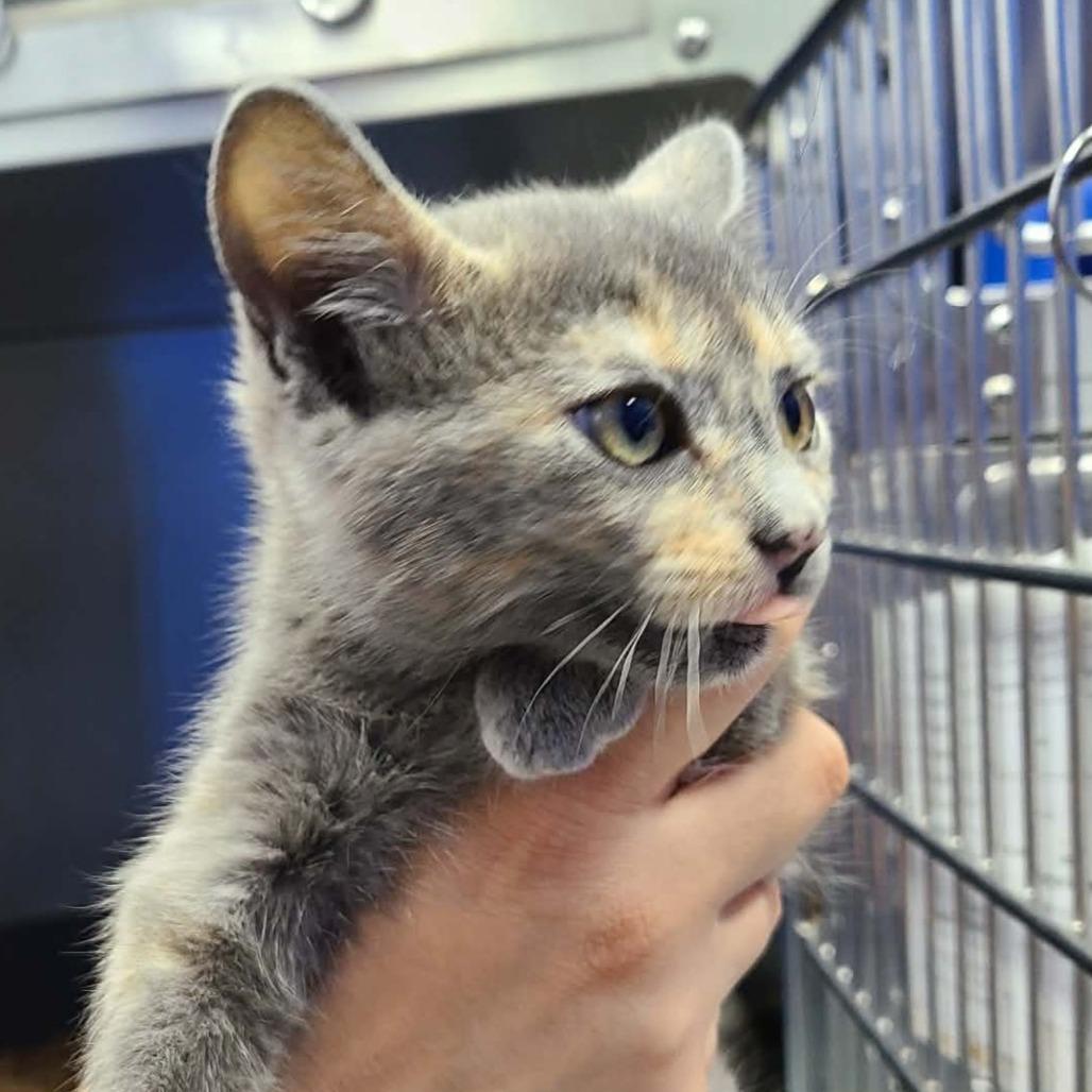 Enlarge Sunflower, a Adoptable Domestic Short Hair in Coos Bay, OR image 1/1