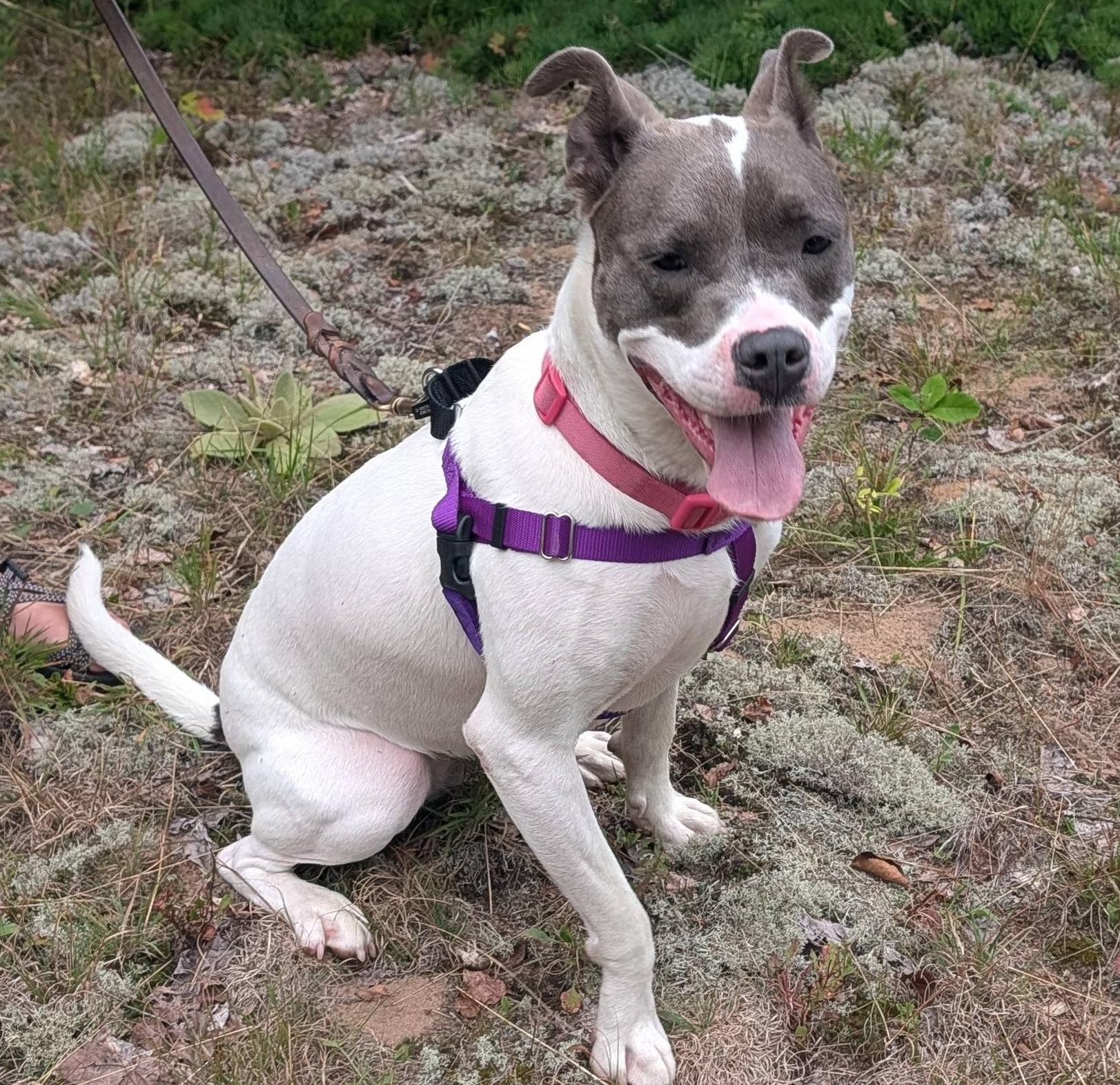 Dahlia, Adoptable, Adult Female Labrador Retriever & Pit Bull Terrier.