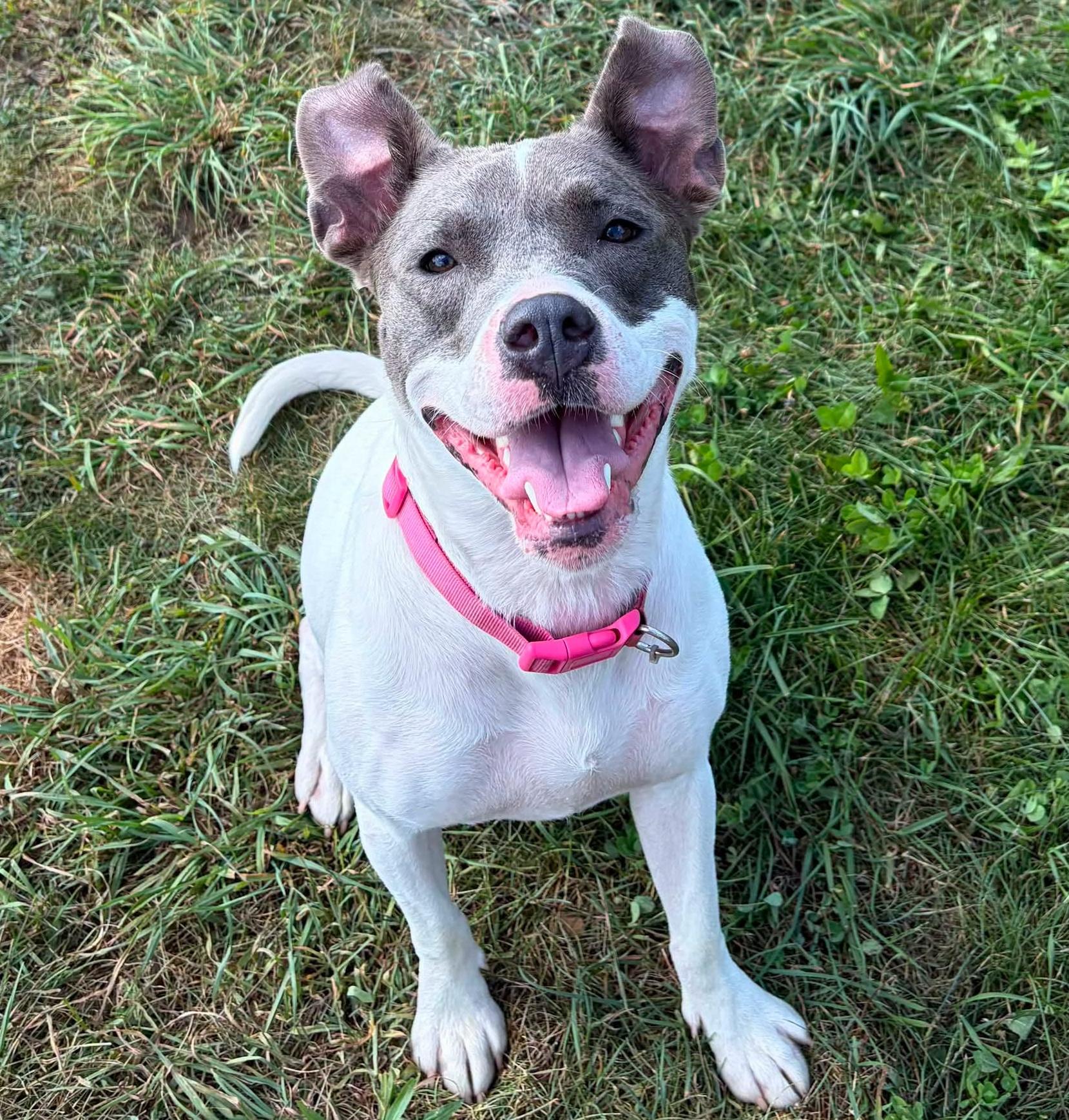 Enlarge Dahlia, a Adoptable mixed breed in Traverse City, MI image 2/4