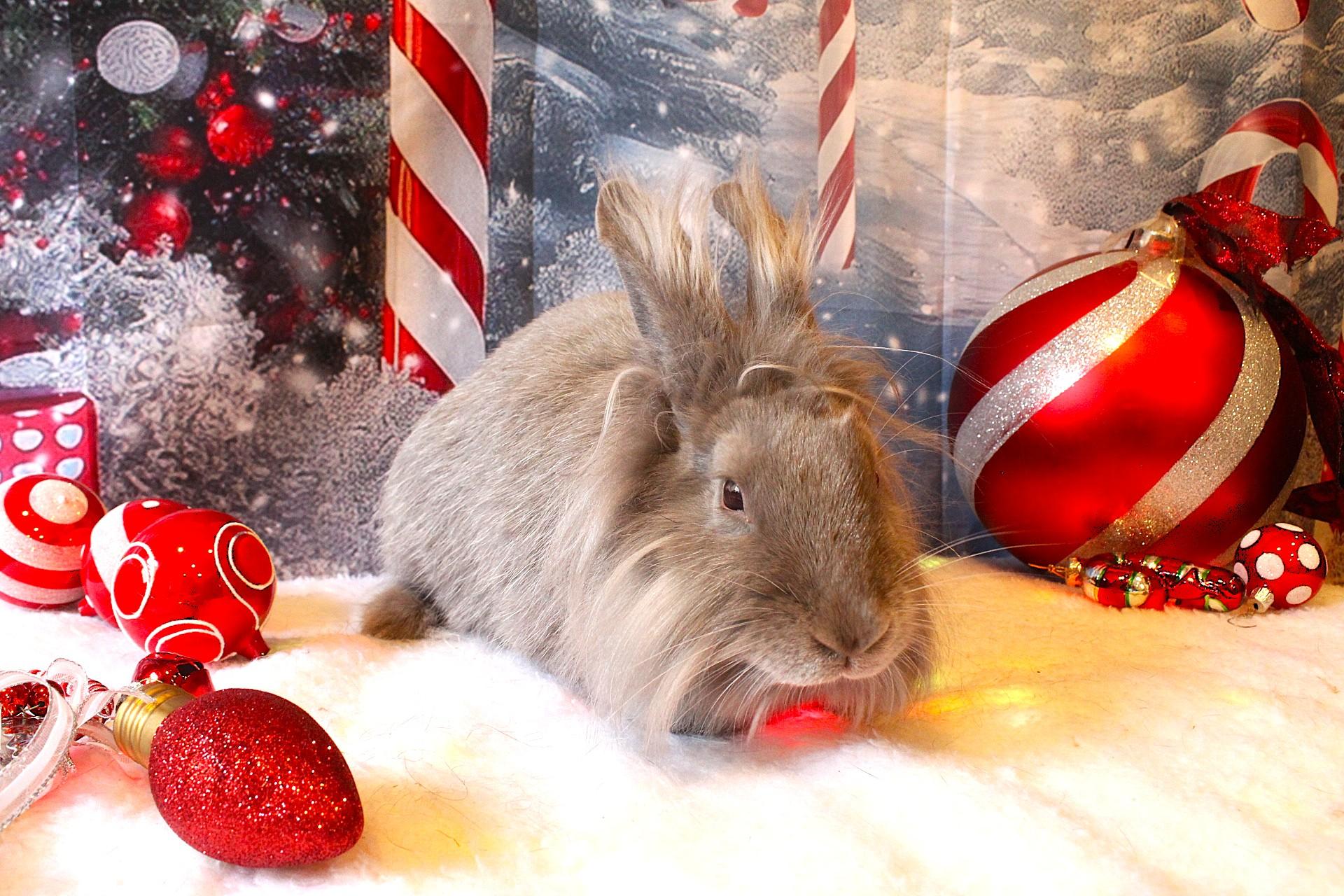 Lavendar, Adoptable, Adult Female Lionhead.