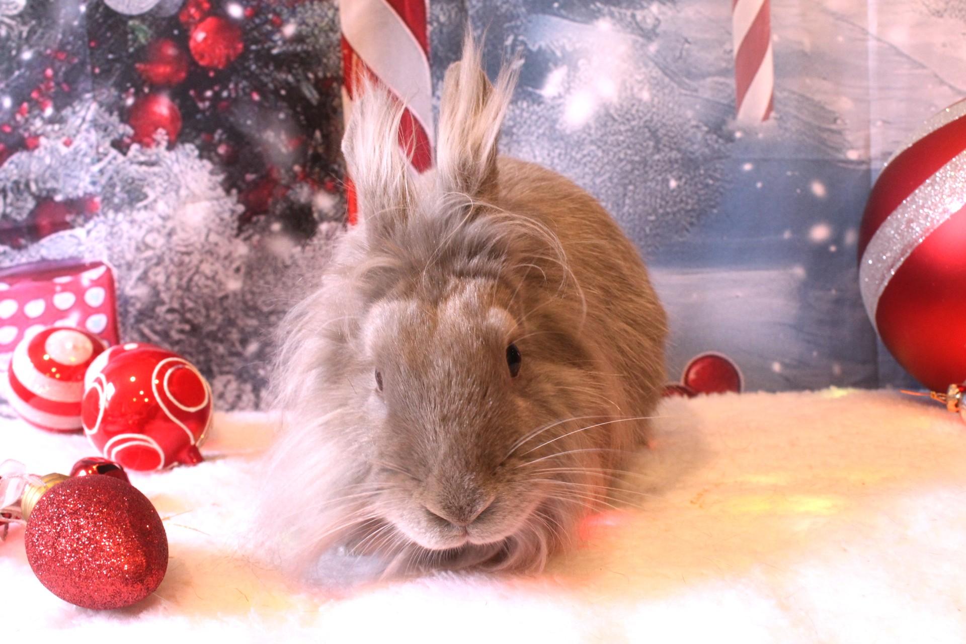 Enlarge Lavendar, a Adoptable Lionhead in Hillside, NJ image 2/5