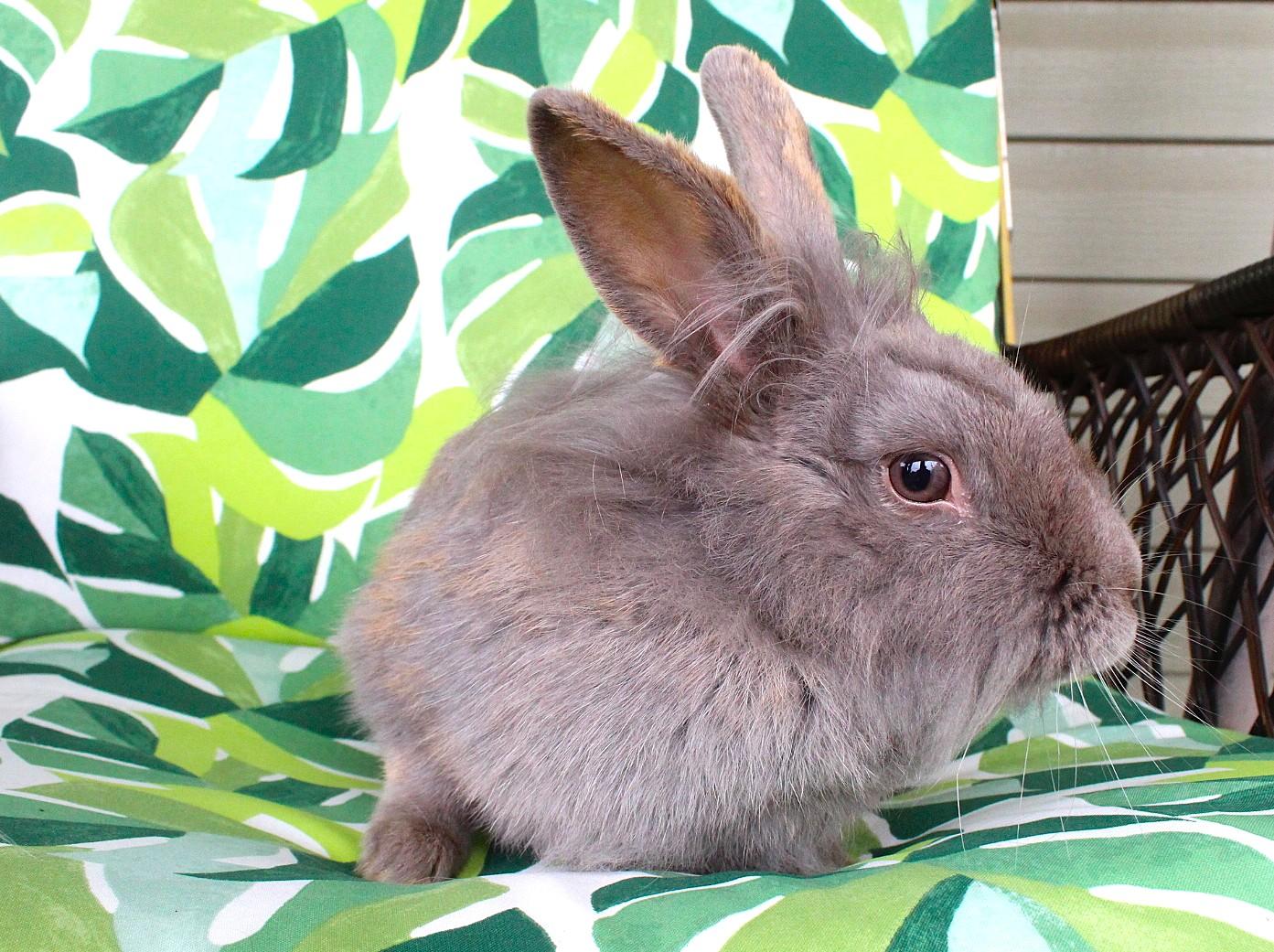 Enlarge Lavendar, a Adoptable Lionhead in Hillside, NJ image 4/5
