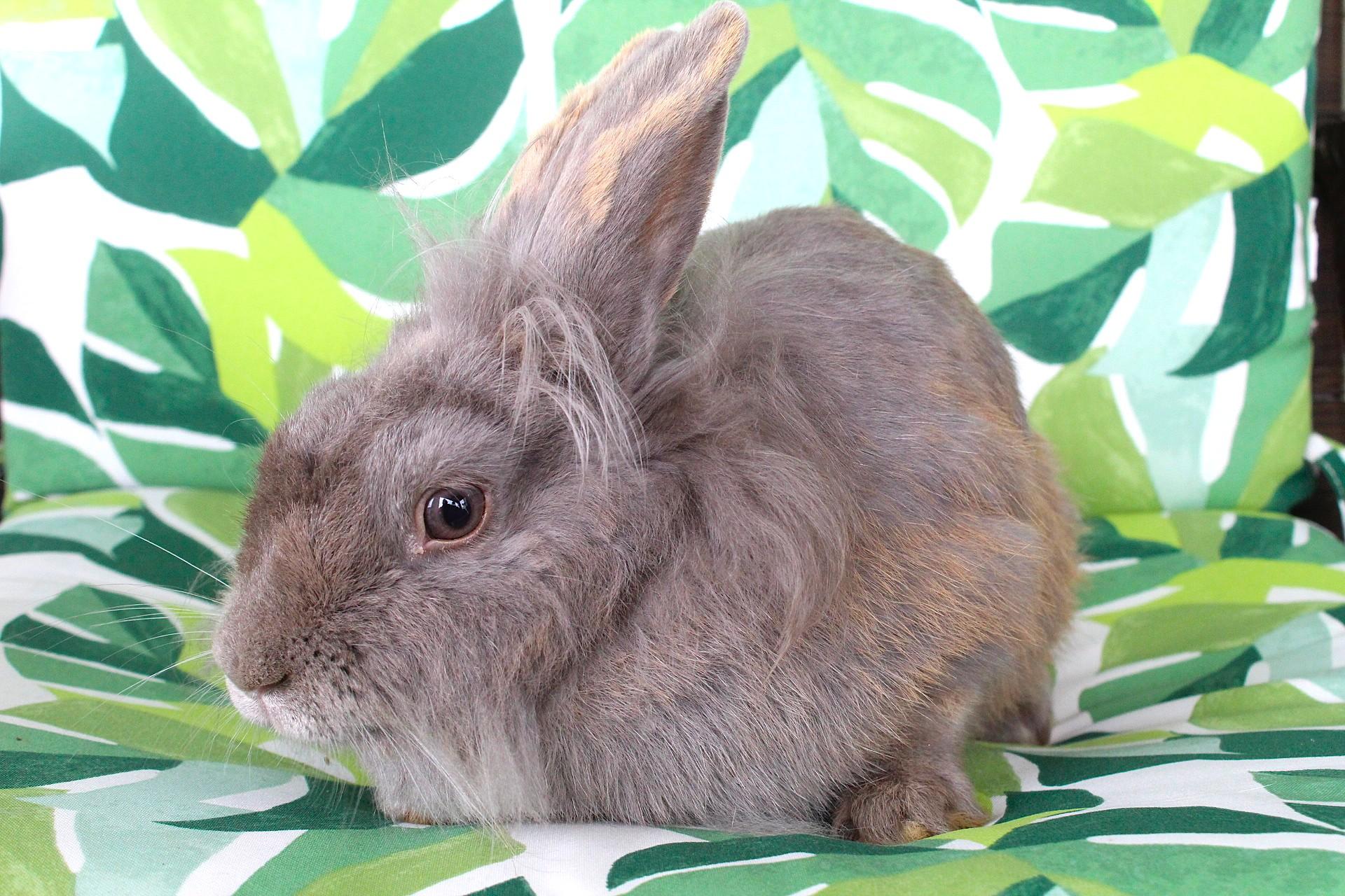 Enlarge Lavendar, a Adoptable Lionhead in Hillside, NJ image 5/5