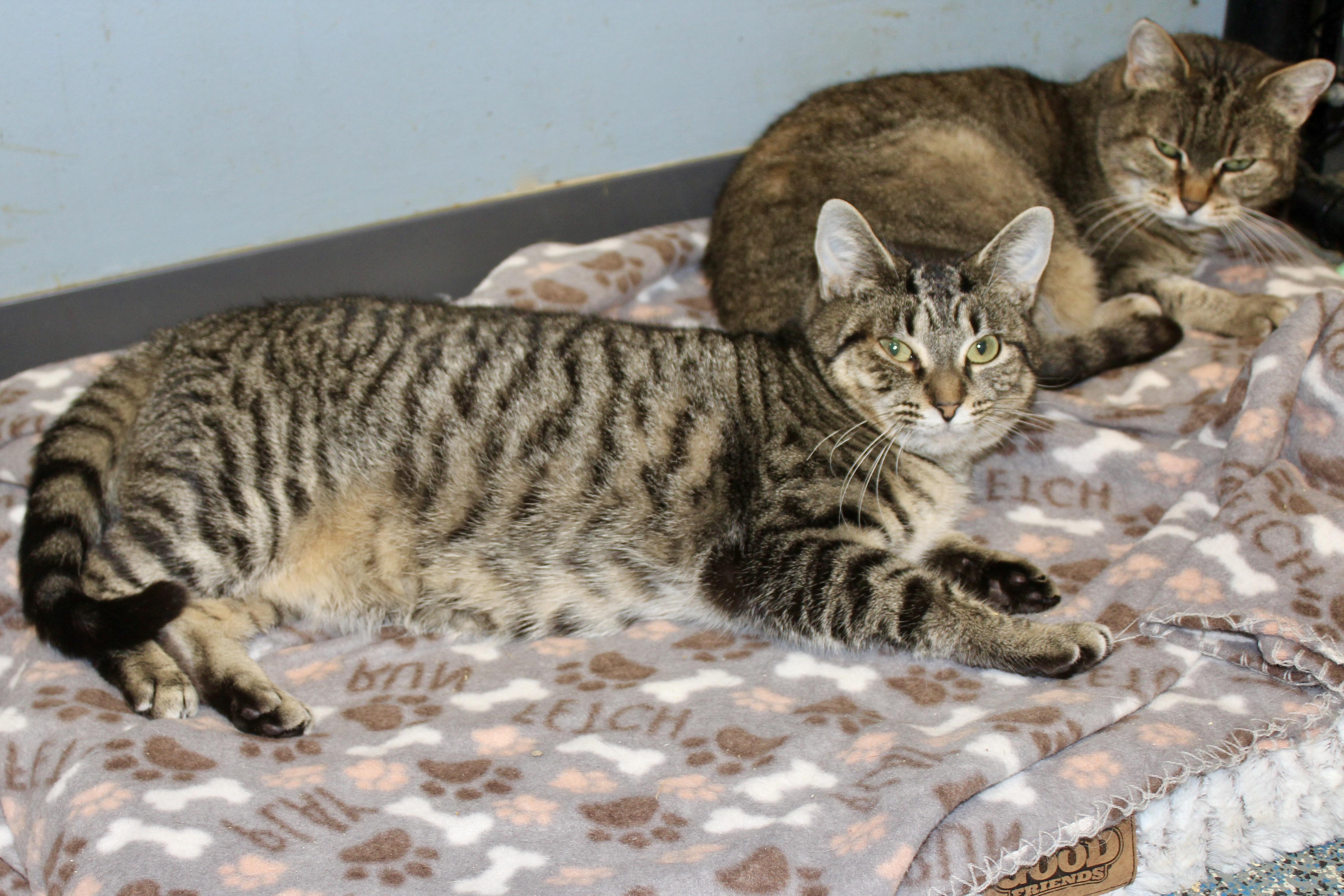 Enlarge MORGAN, an adopted mixed breed in Brazil, IN image 6/6