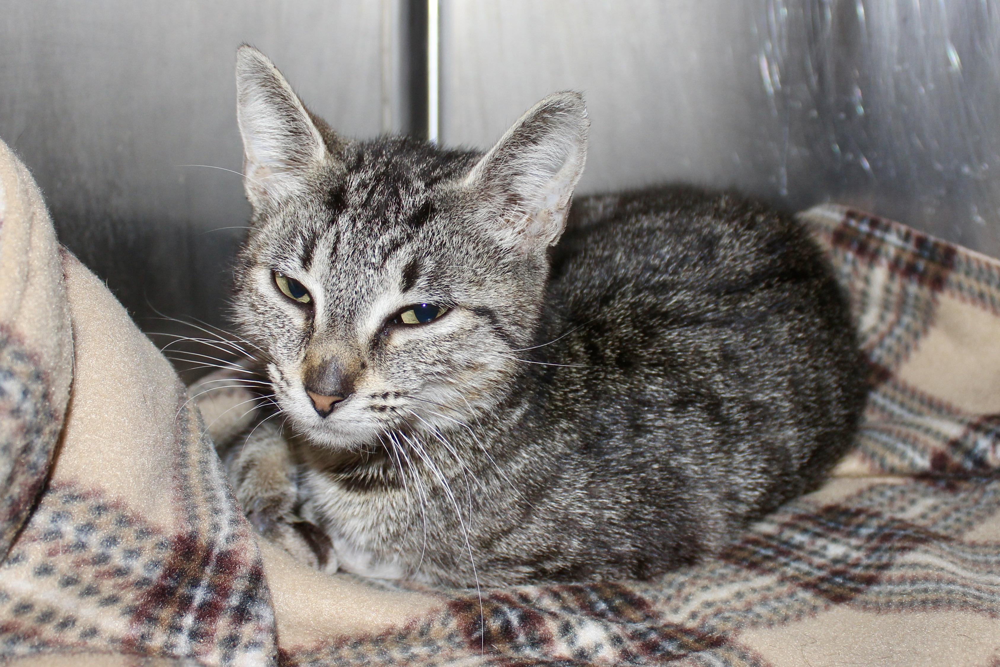 Enlarge MORGAN, an adopted mixed breed in Brazil, IN image 3/6