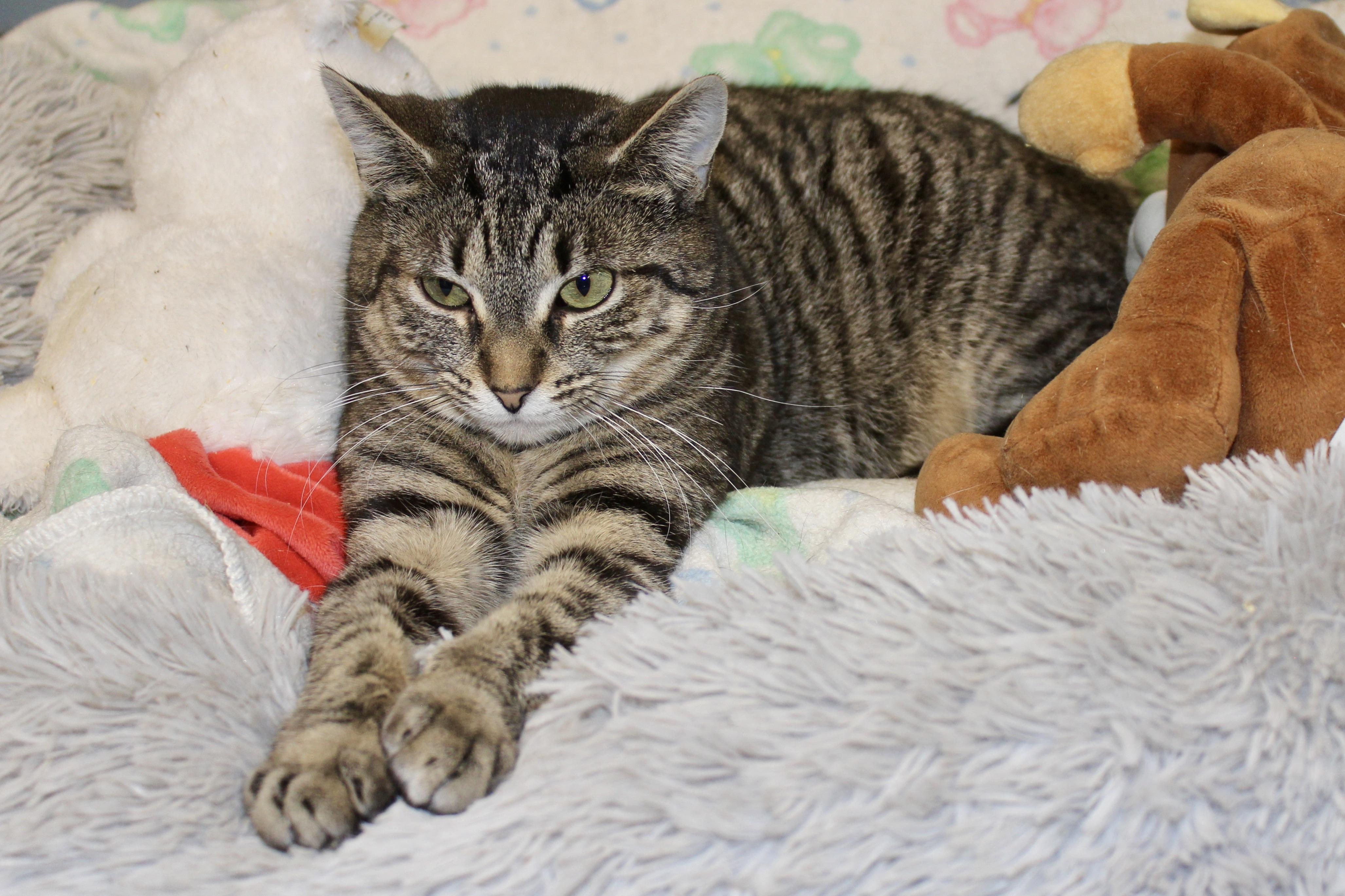 Enlarge MORGAN, an adopted mixed breed in Brazil, IN image 1/6