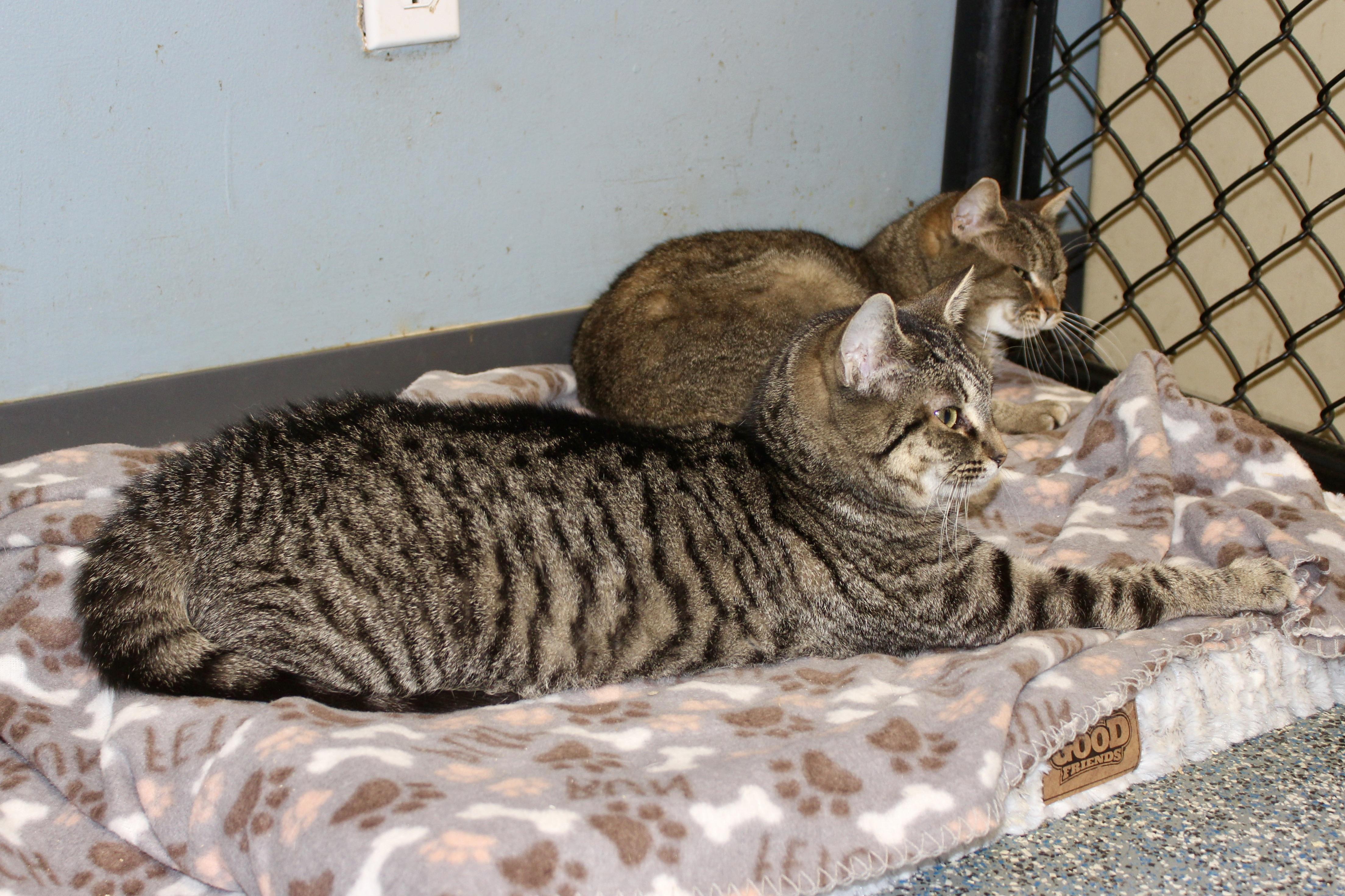 Enlarge MORGAN, an adopted mixed breed in Brazil, IN image 2/6