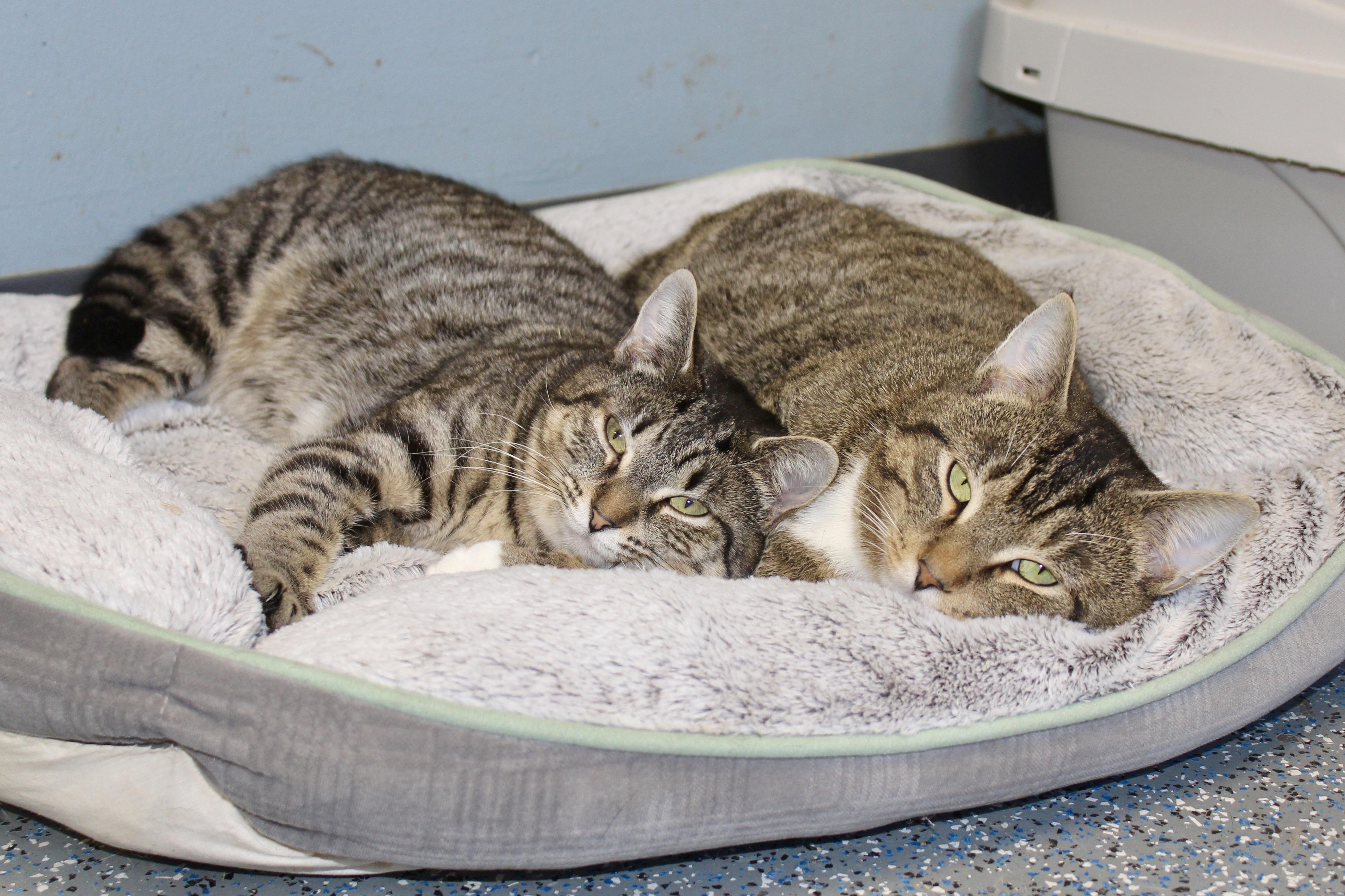 Enlarge MORGAN, an adopted mixed breed in Brazil, IN image 5/6