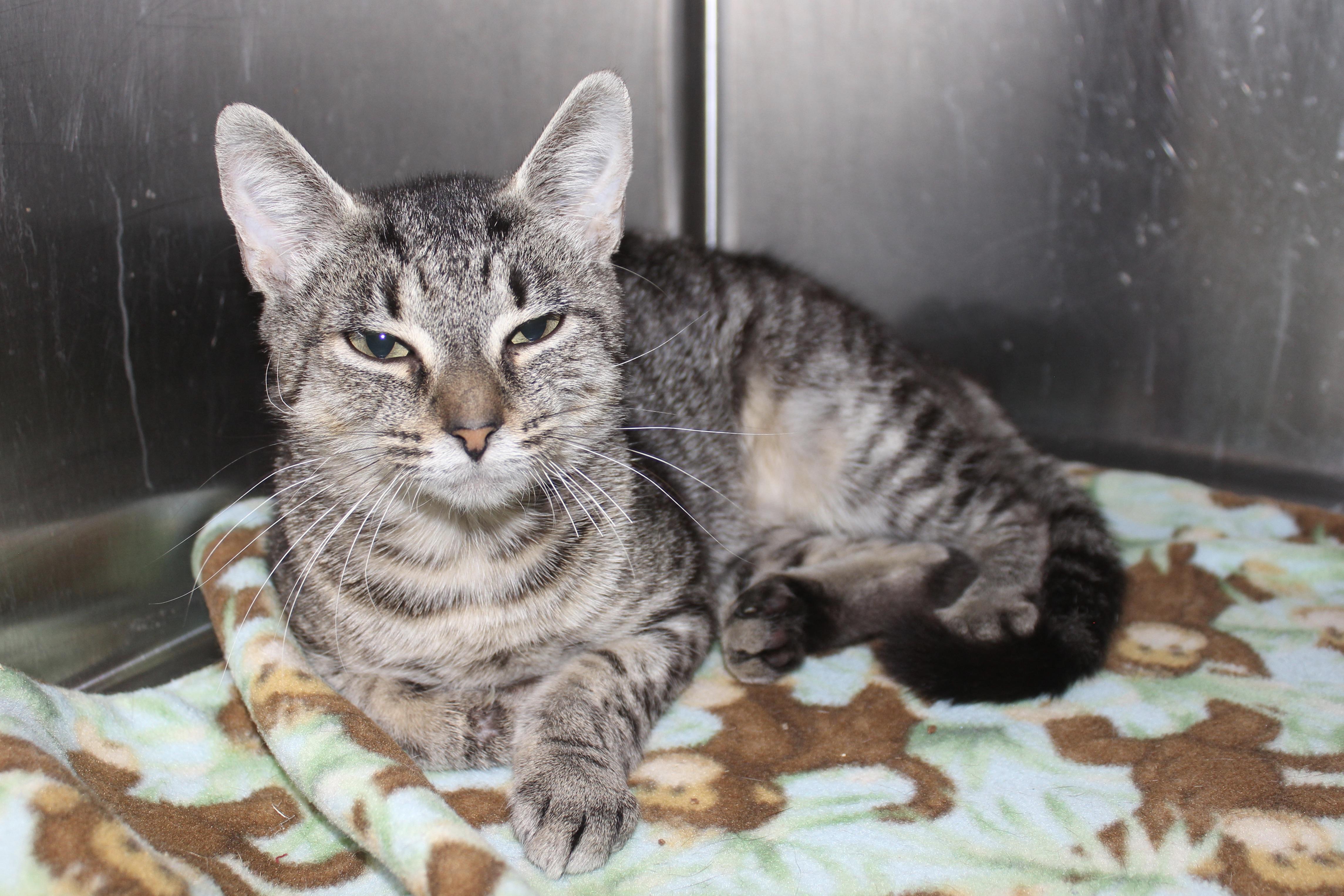 Enlarge MORGAN, an adopted mixed breed in Brazil, IN image 4/6