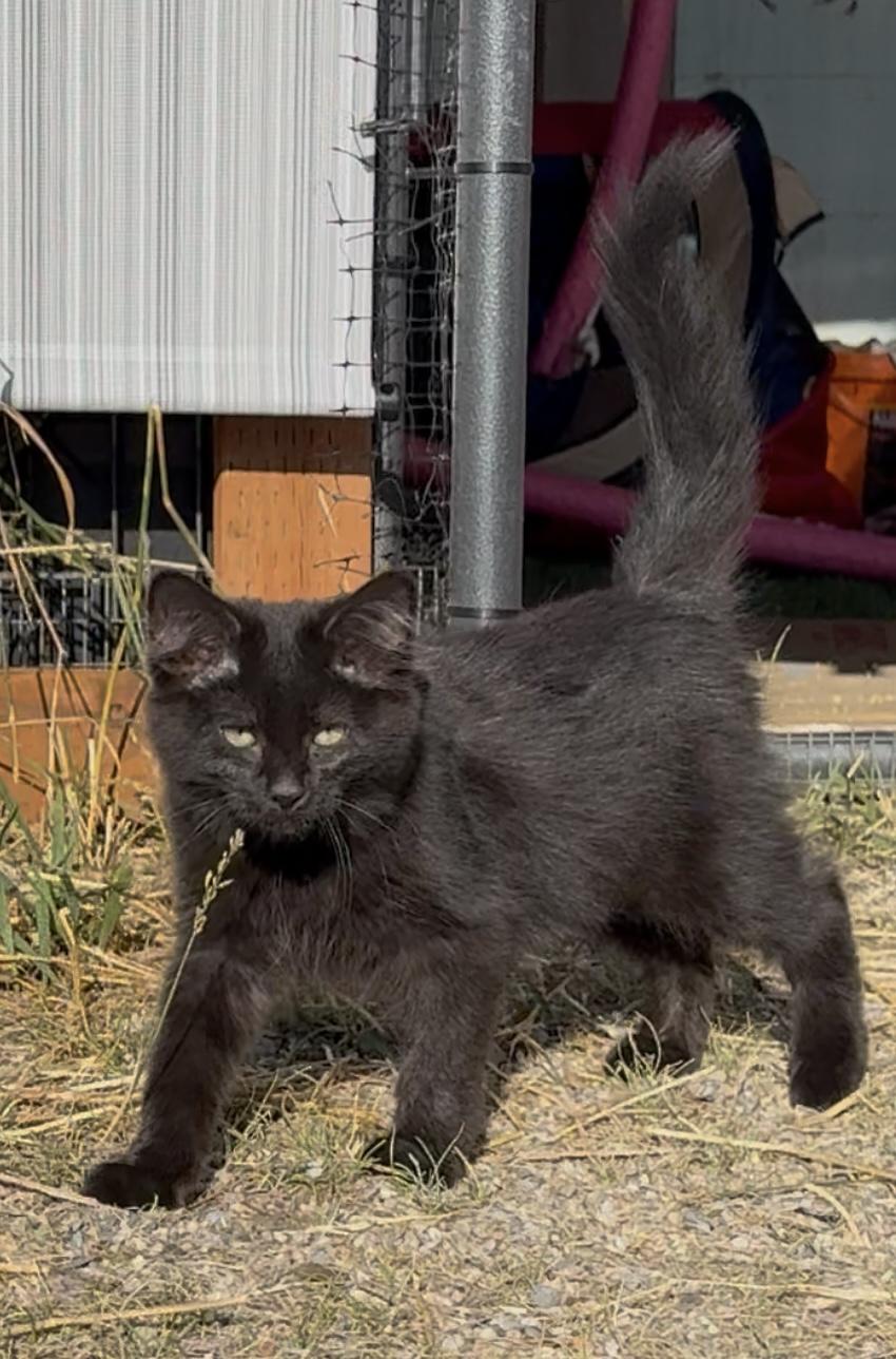 Enlarge Sydney, a Adoptable Domestic Long Hair in Butte, MT image 4/4