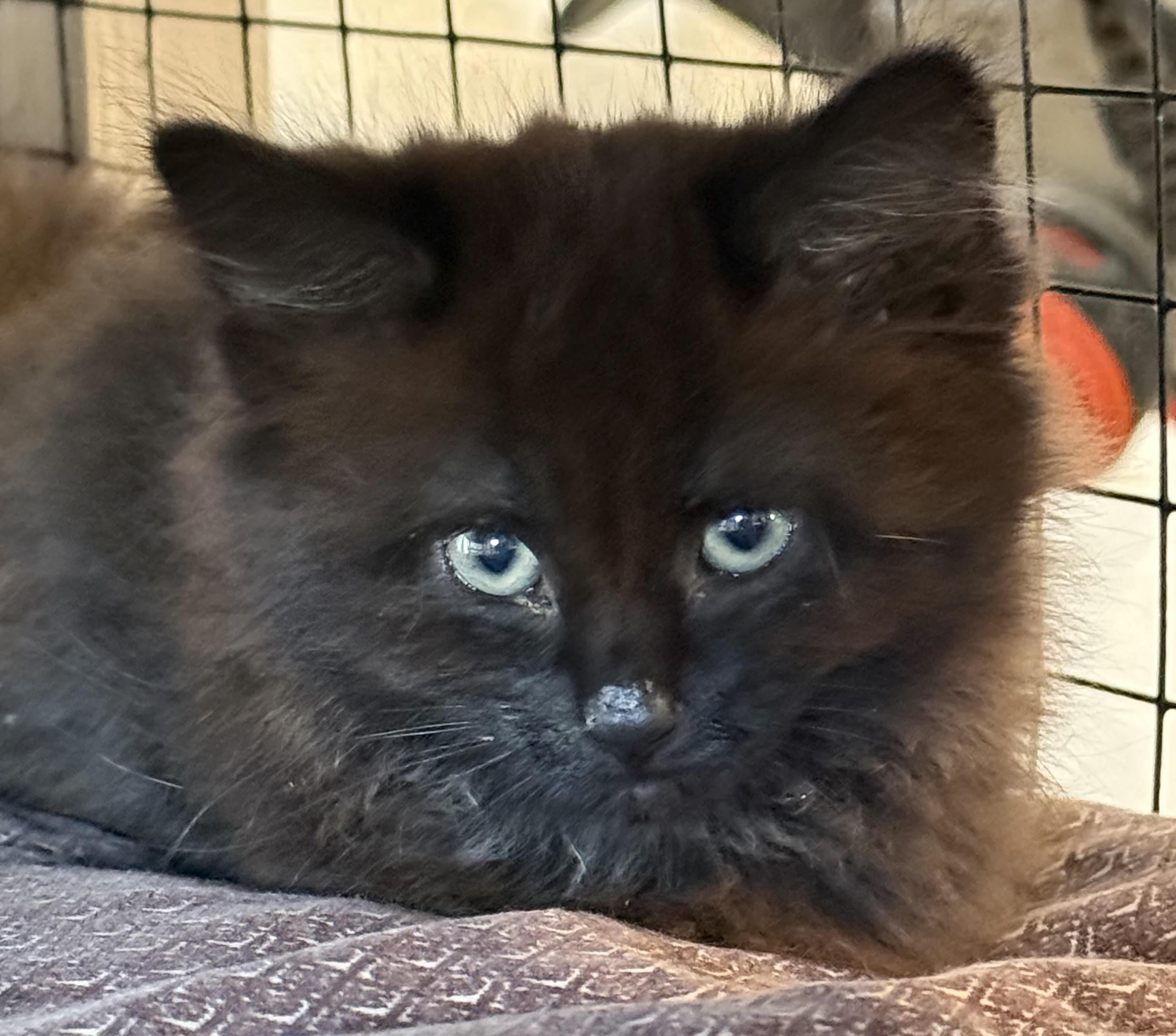 Enlarge Sydney, a Adoptable Domestic Long Hair in Butte, MT image 3/4