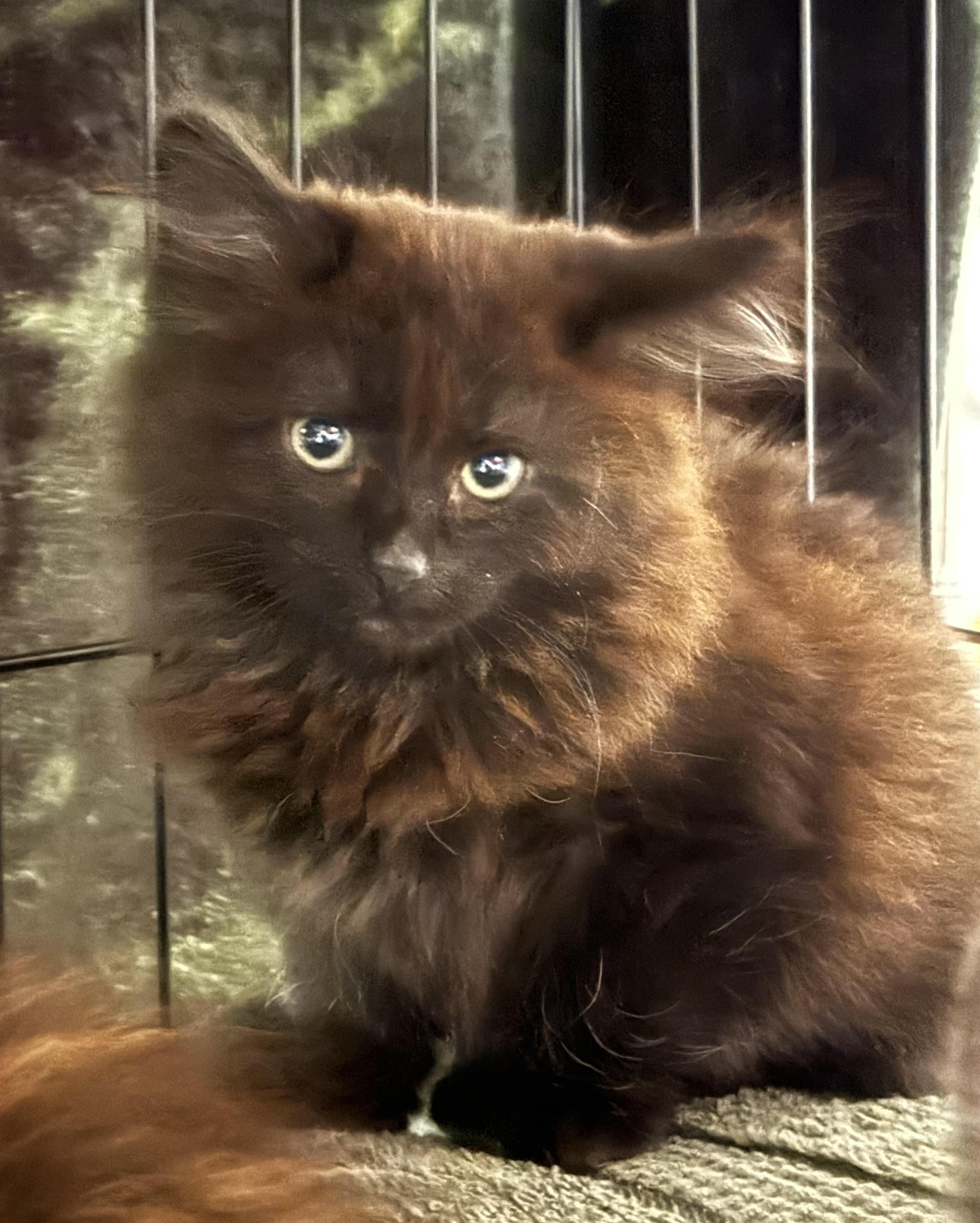 Enlarge Sydney, a Adoptable Domestic Long Hair in Butte, MT image 2/4