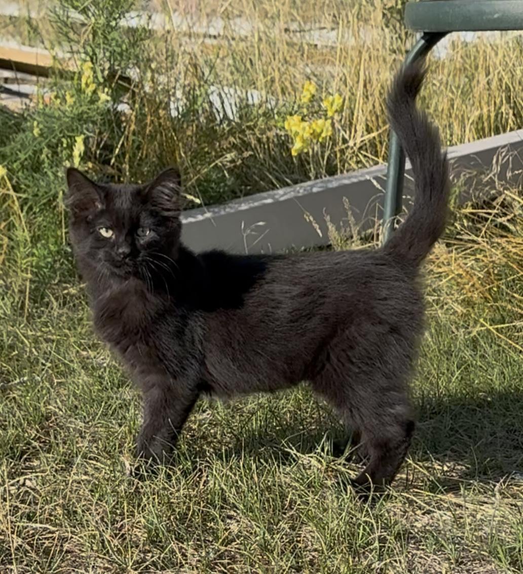 Enlarge Sydney, a Adoptable Domestic Long Hair in Butte, MT image 1/4
