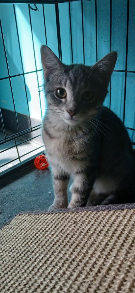 Orbit, Adoptable, Kitten Male Domestic Short Hair.