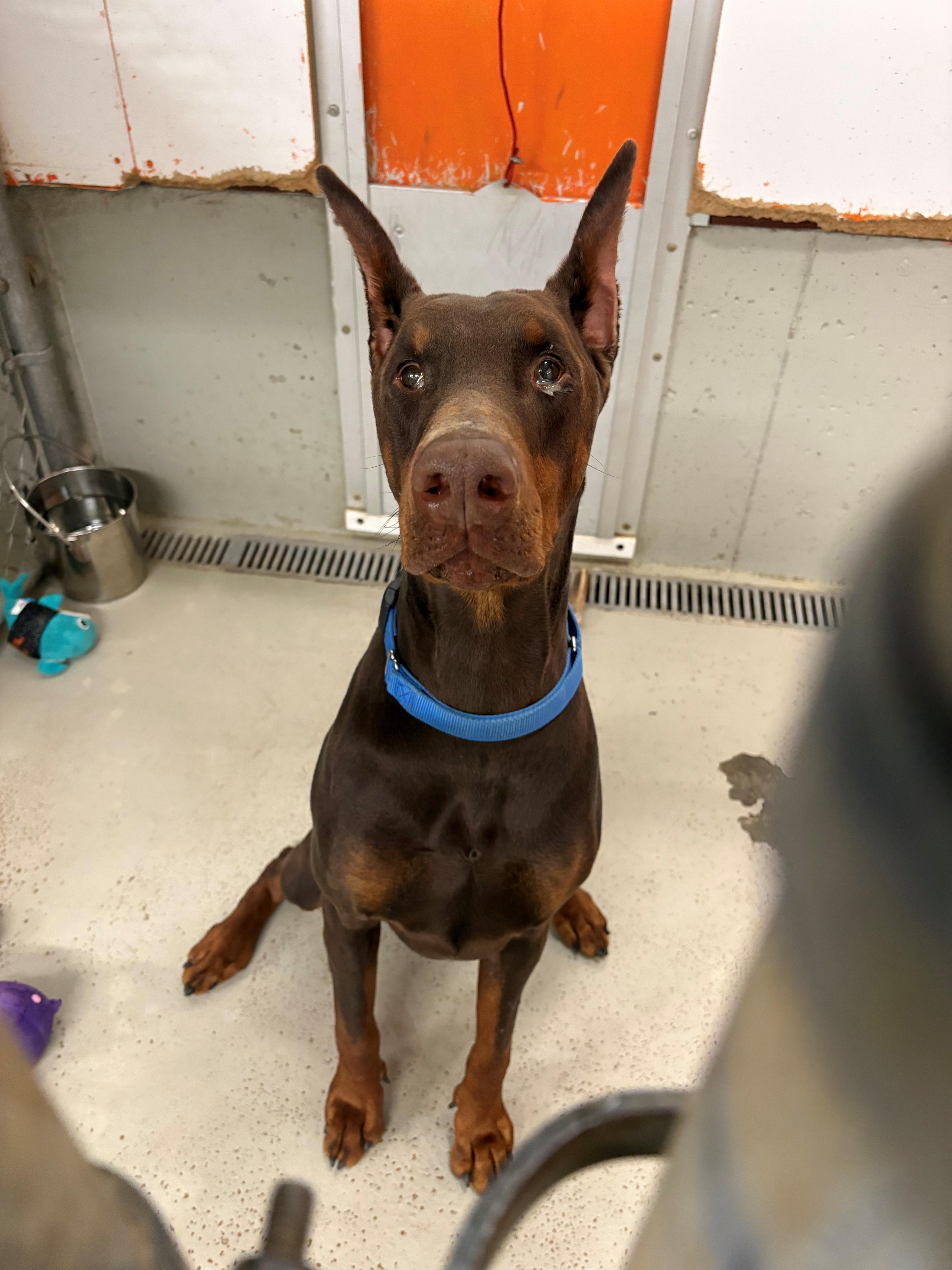 Raj, Adoptable, Adult Male Doberman Pinscher.