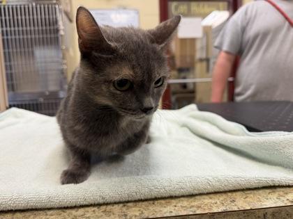 Ikora — thumbnail 2