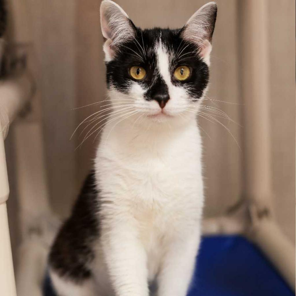 Enlarge Calypso, a Adoptable Domestic Short Hair in Los Angeles, CA image 1/4