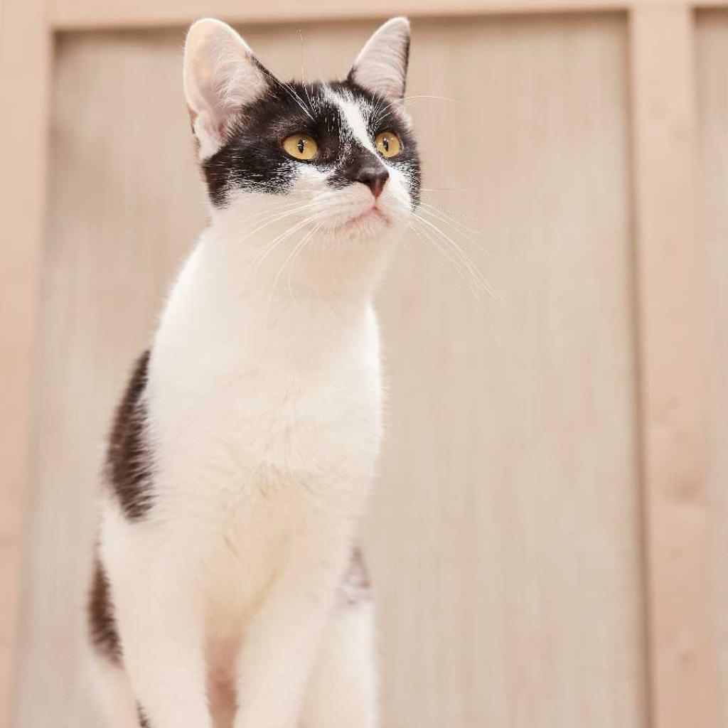 Enlarge Calypso, a Adoptable Domestic Short Hair in Los Angeles, CA image 2/4