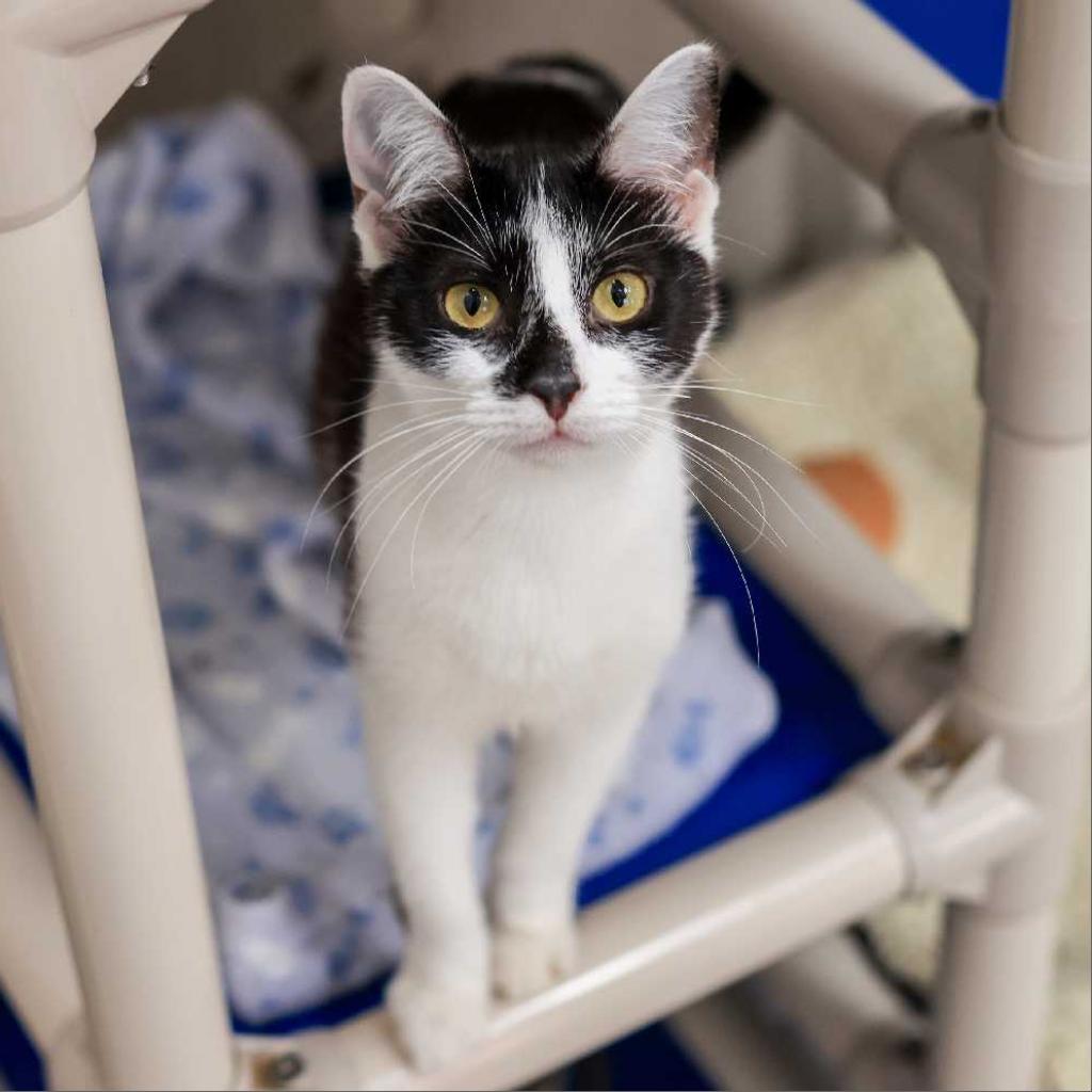 Calypso — thumbnail 3