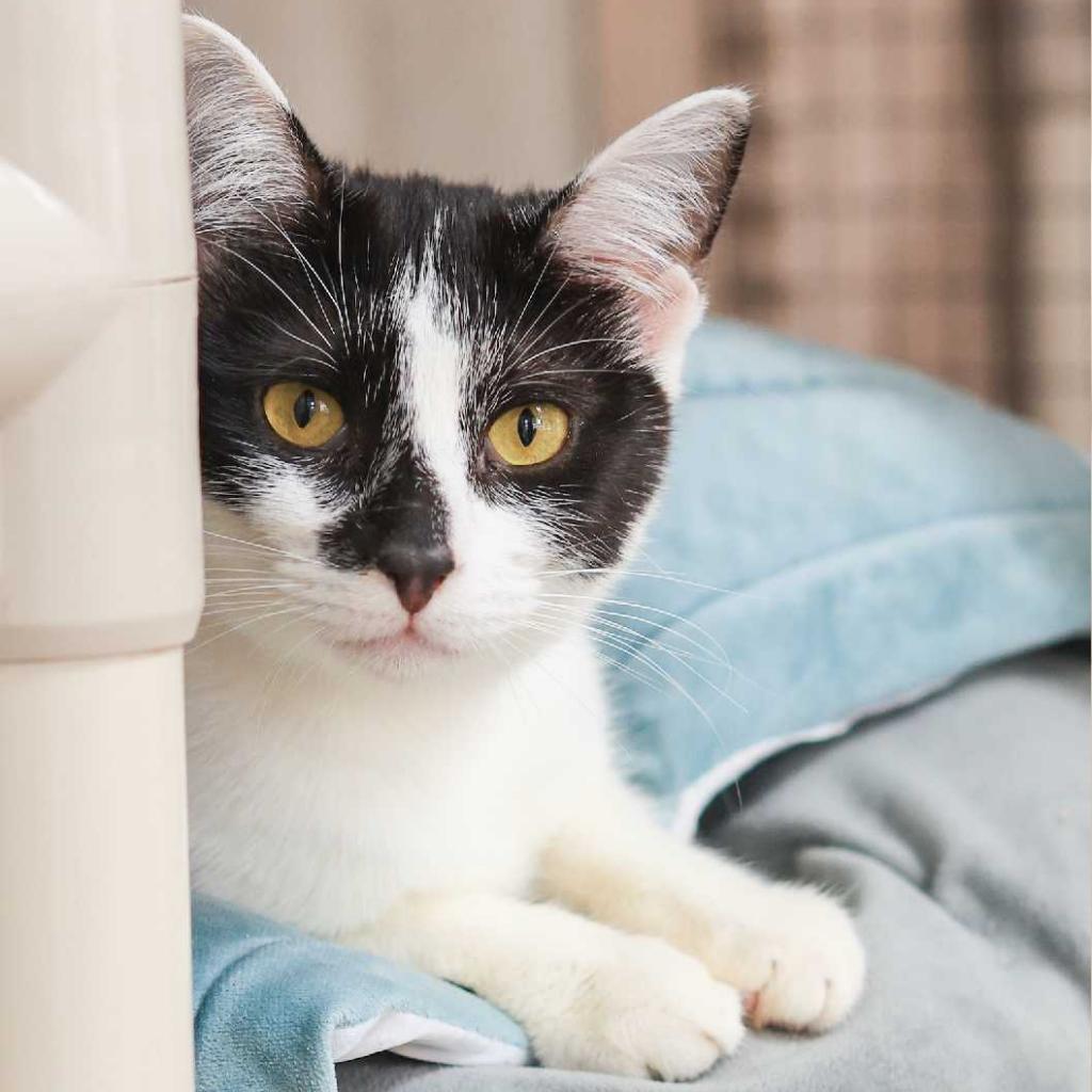 Enlarge Calypso, a Adoptable Domestic Short Hair in Los Angeles, CA image 4/4