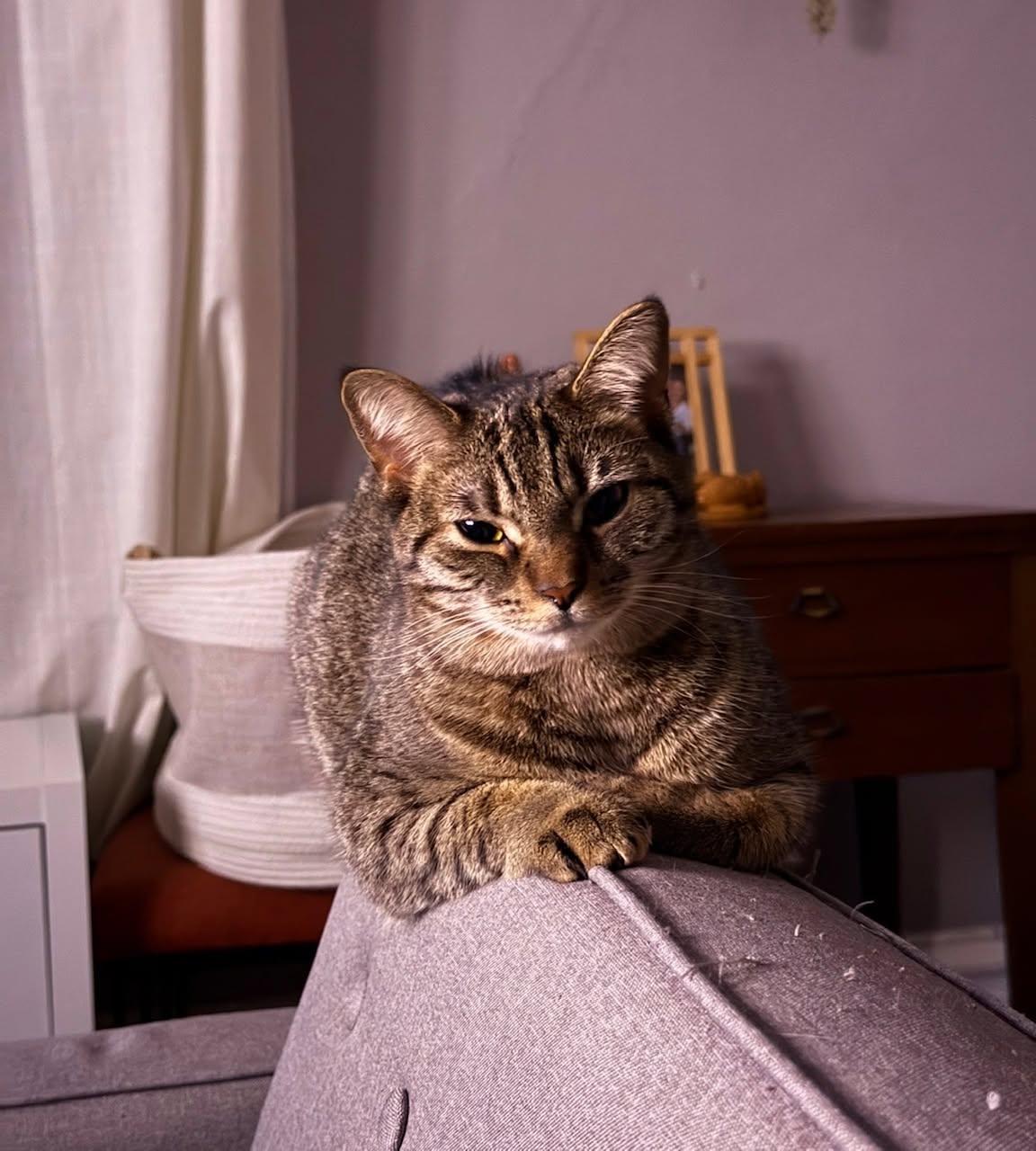 Tootsie, Adoptable, Young Female Domestic Short Hair.
