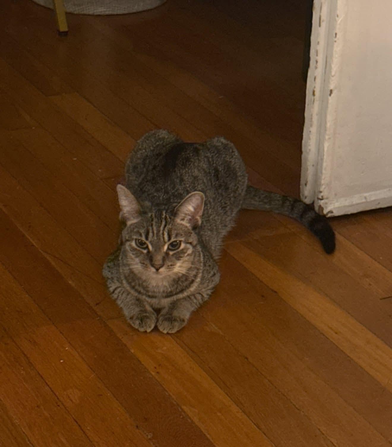 Enlarge Tootsie, a Adoptable Domestic Short Hair in Carnegie, PA image 1/4