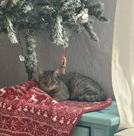 Tootsie, Adoptable, Kitten Female Domestic Short Hair.