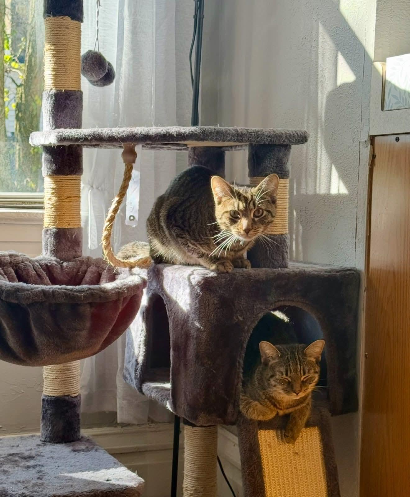 Enlarge Tootsie, a Adoptable Domestic Short Hair in Carnegie, PA image 3/4