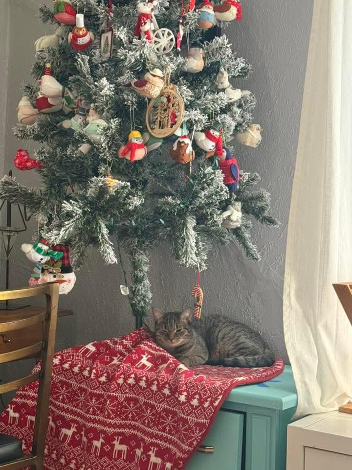 Tootsie, Adoptable, Kitten Female Domestic Short Hair.