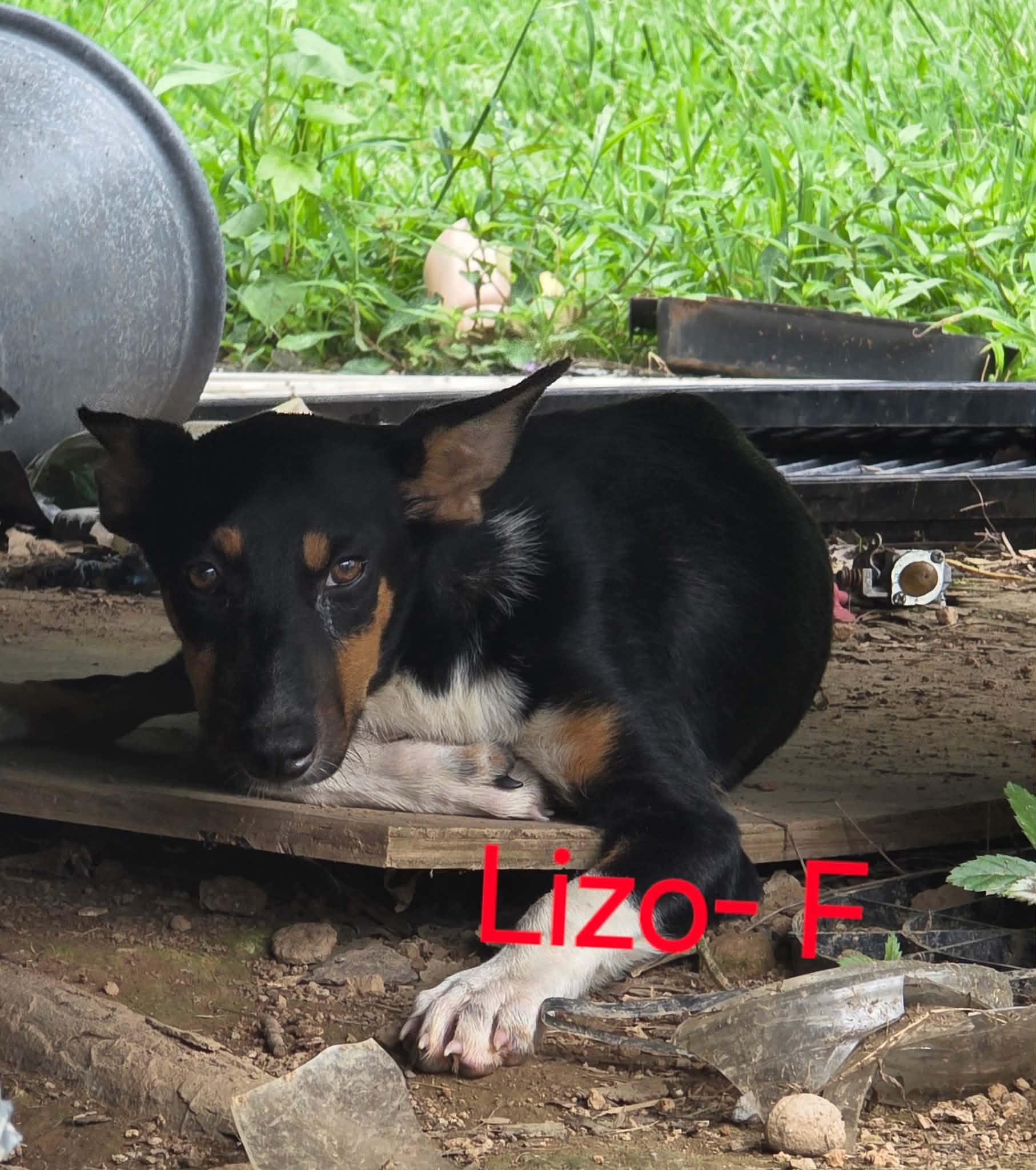 Enlarge Lizo, a Adoptable mixed breed in Bradenton, FL image 1/1