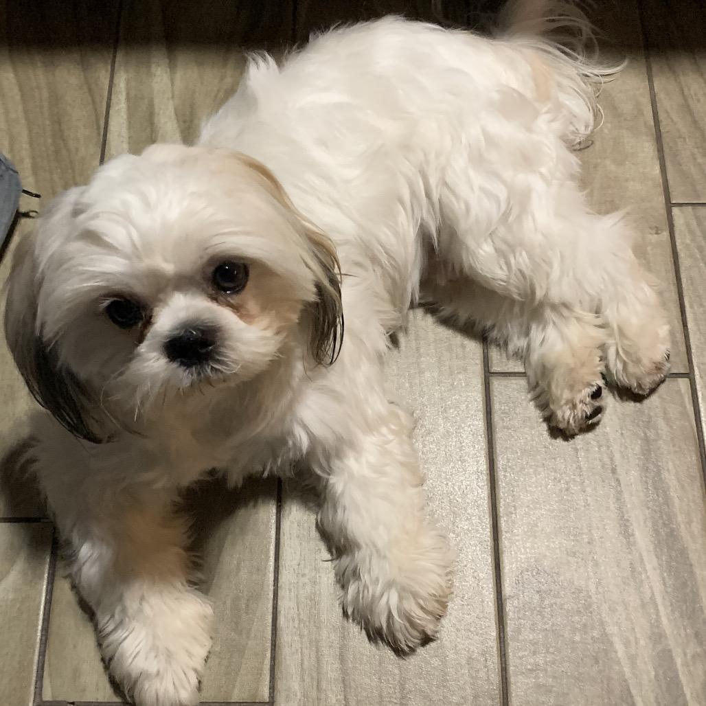 Iggy, Adoptable, Adult Male Shih Tzu.