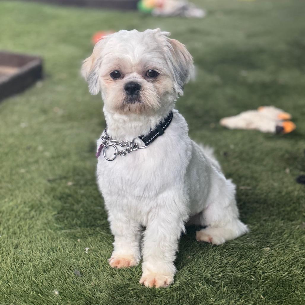 Enlarge Iggy, a Adoptable Shih Tzu in Phoenix, AZ image 2/6