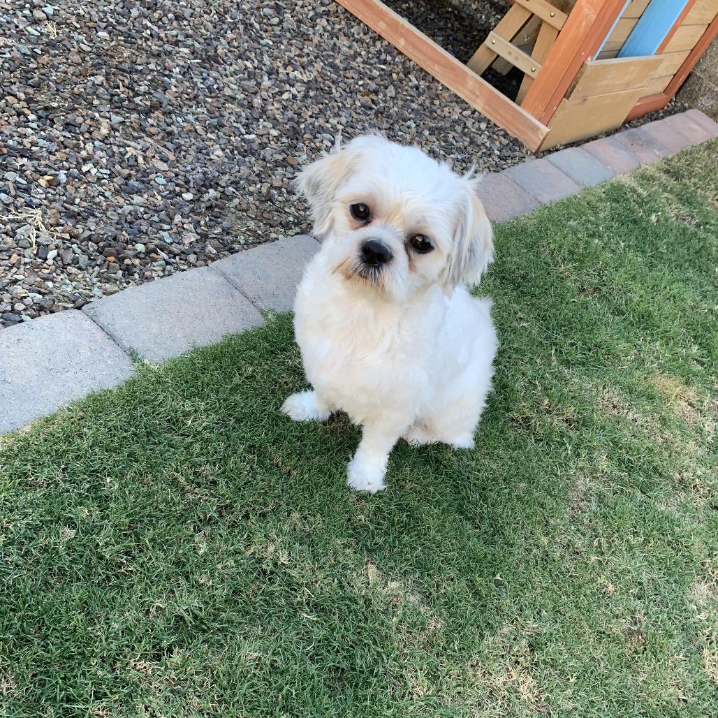 Enlarge Iggy, a Adoptable Shih Tzu in Phoenix, AZ image 3/6