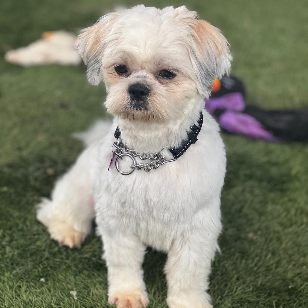 Enlarge Iggy, a Adoptable Shih Tzu in Phoenix, AZ image 4/6