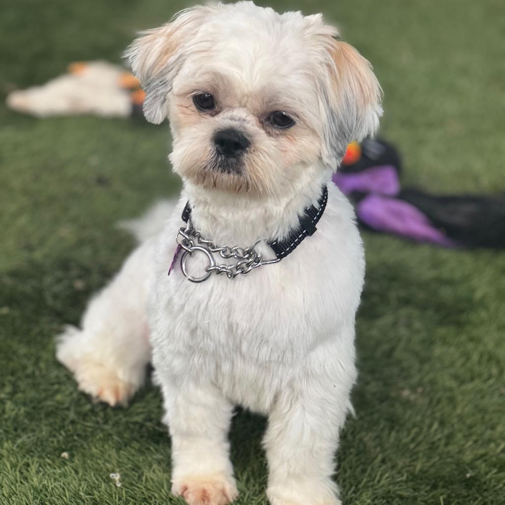 Enlarge Iggy, a Adoptable Shih Tzu in Phoenix, AZ image 5/6