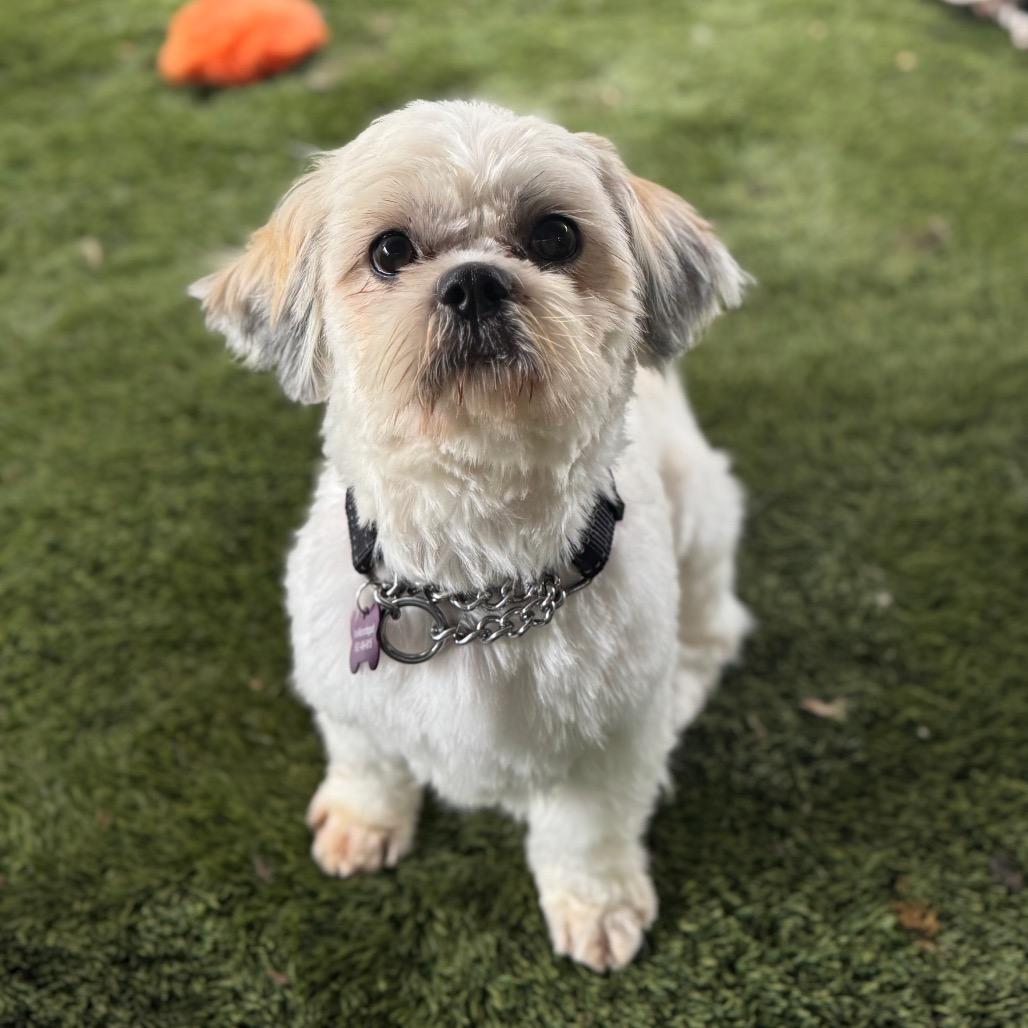 Enlarge Iggy, a Adoptable Shih Tzu in Phoenix, AZ image 6/6