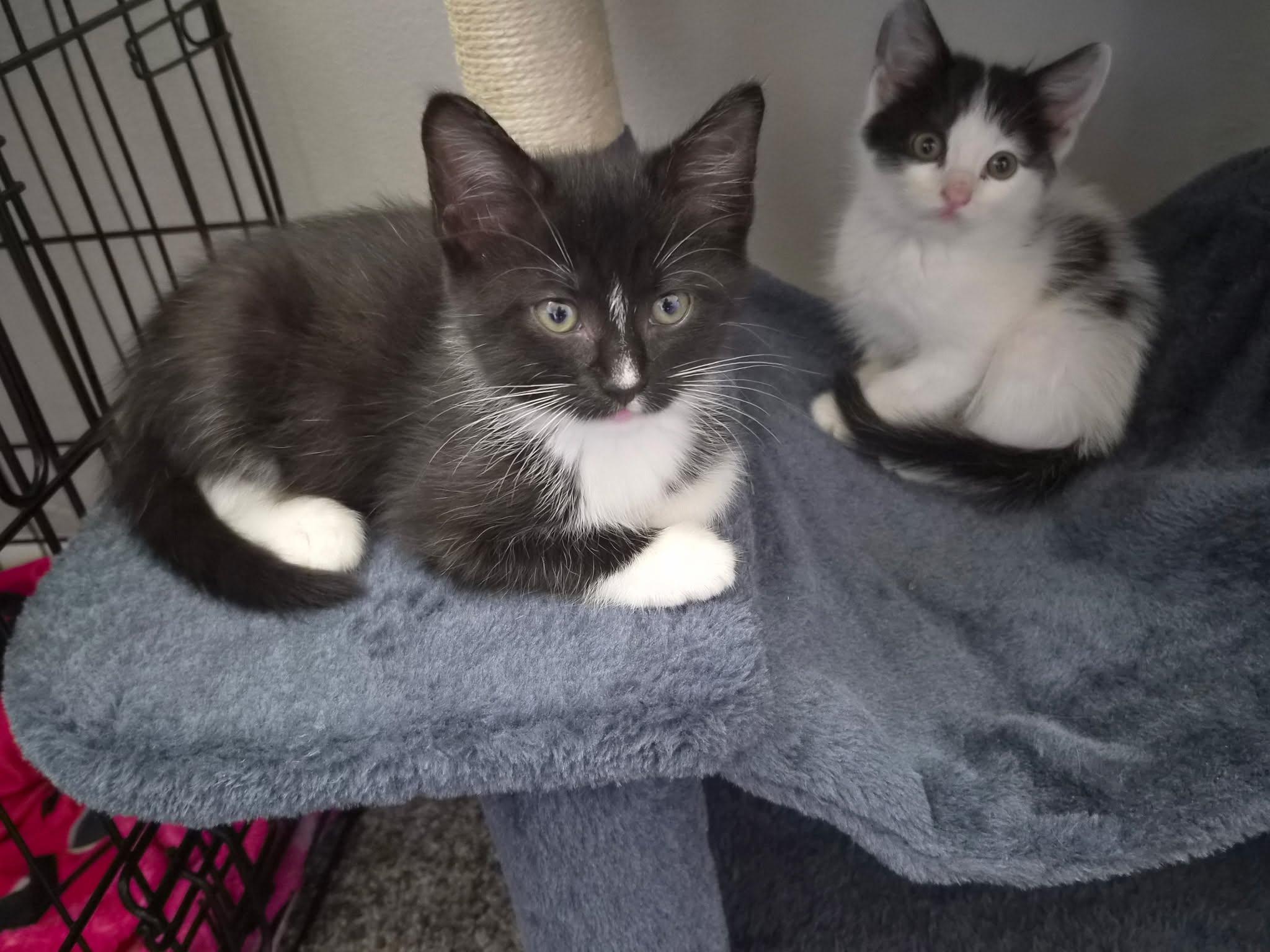 Enlarge Zelda, a Adoptable Domestic Medium Hair in Wilmington, NC image 3/3