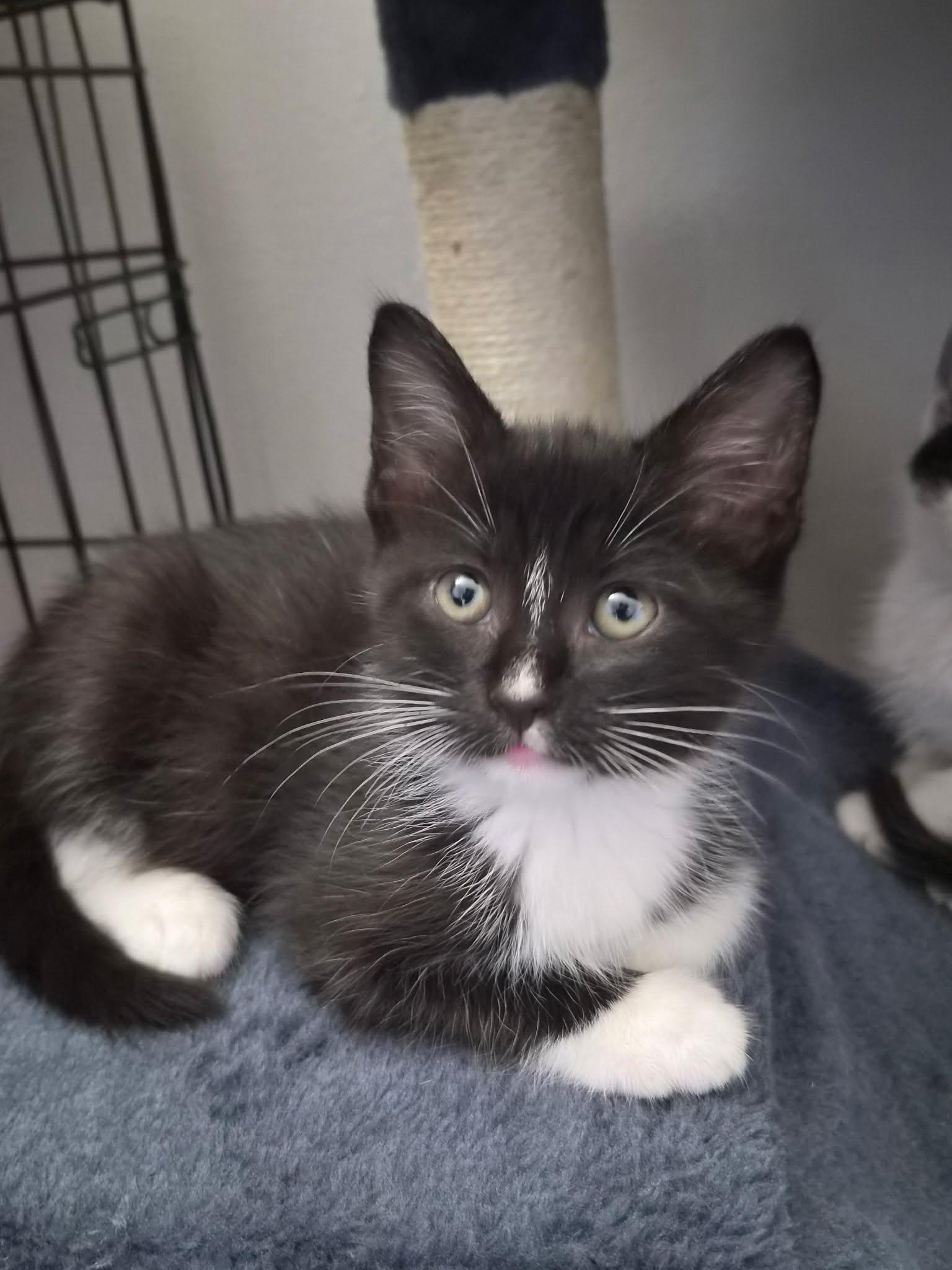 Enlarge Zelda, a Adoptable Domestic Medium Hair in Wilmington, NC image 1/3