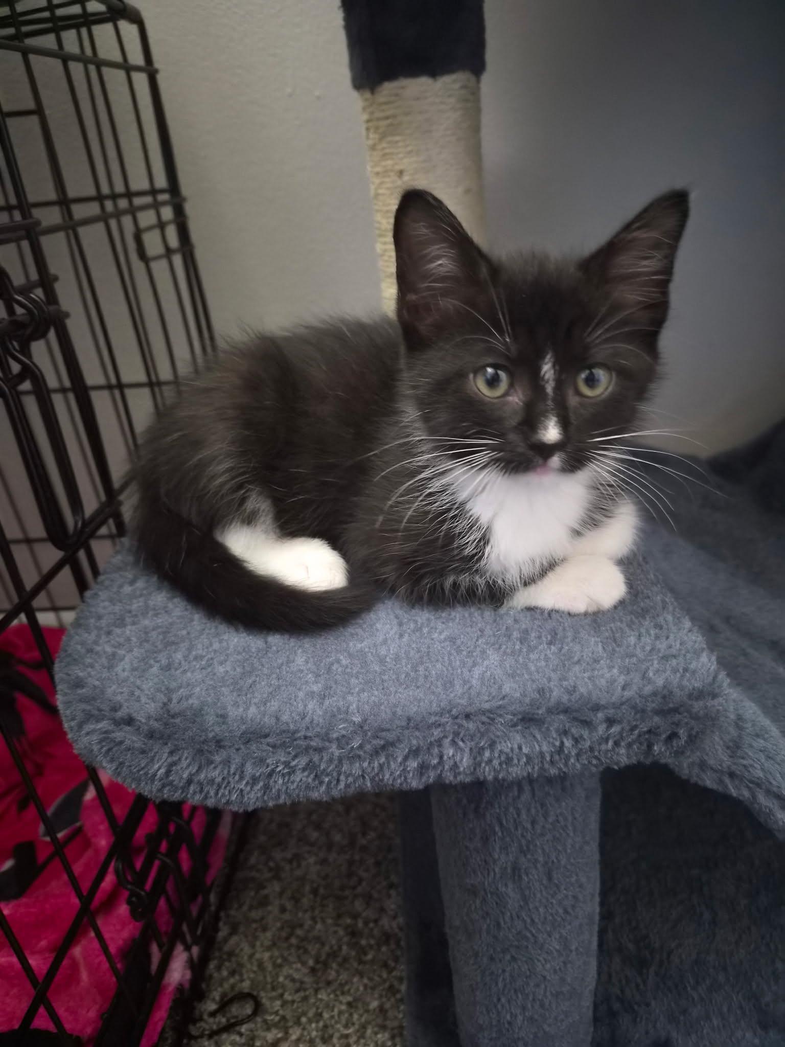 Enlarge Zelda, a Adoptable Domestic Medium Hair in Wilmington, NC image 2/3