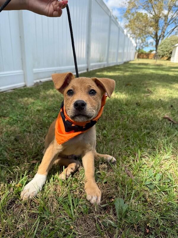 Rolo (lab/terrier x), Adoptable, Puppy Male Labrador Retriever & Wirehaired Terrier.