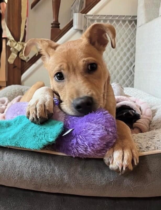 Rolo (lab/terrier x), Adoptable, Puppy Male Labrador Retriever & Wirehaired Terrier.
