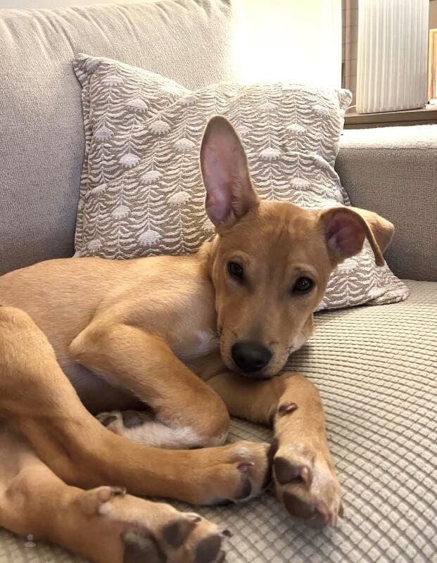 Enlarge Rolo (lab/terrier x), a Adoptable mixed breed in Berkeley Heights, NJ image 2/6