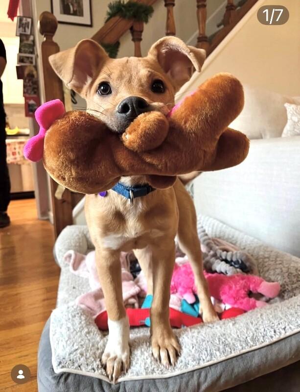 Enlarge Rolo (lab/terrier x), a Adoptable mixed breed in Berkeley Heights, NJ image 3/6