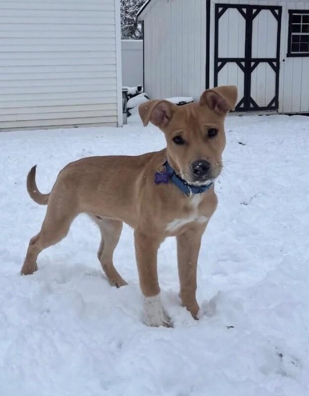 Enlarge Rolo (lab/terrier x), a Adoptable mixed breed in Berkeley Heights, NJ image 4/6