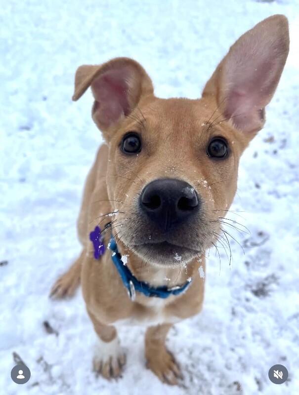 Enlarge Rolo (lab/terrier x), a Adoptable mixed breed in Berkeley Heights, NJ image 5/6