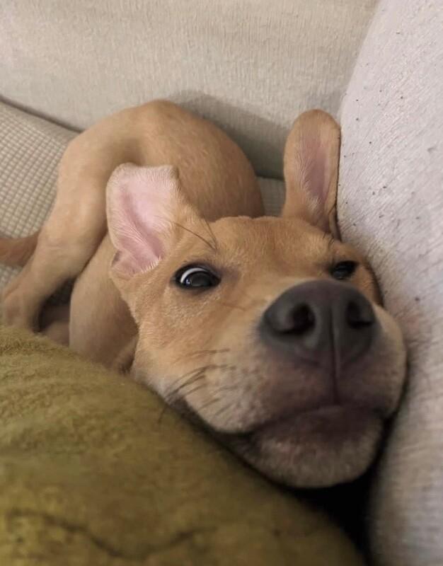 Enlarge Rolo (lab/terrier x), a Adoptable mixed breed in Berkeley Heights, NJ image 6/6