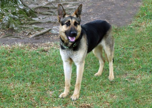 Dudu, Adoptable, Adult Female German Shepherd Dog.