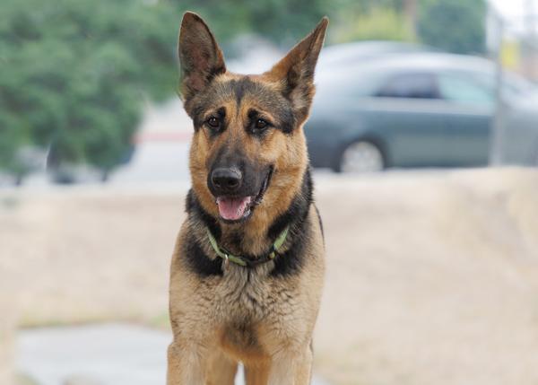 Enlarge Dudu, a Adoptable mixed breed in San Gabriel, CA image 4/6