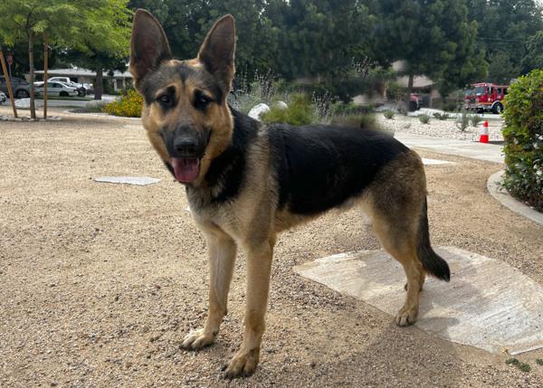Enlarge Dudu, a Adoptable mixed breed in San Gabriel, CA image 3/6